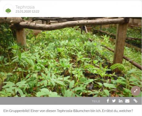 Tephosia Gruppenbild