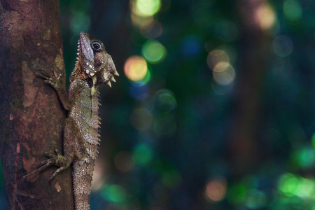 lizard 2168764 1920